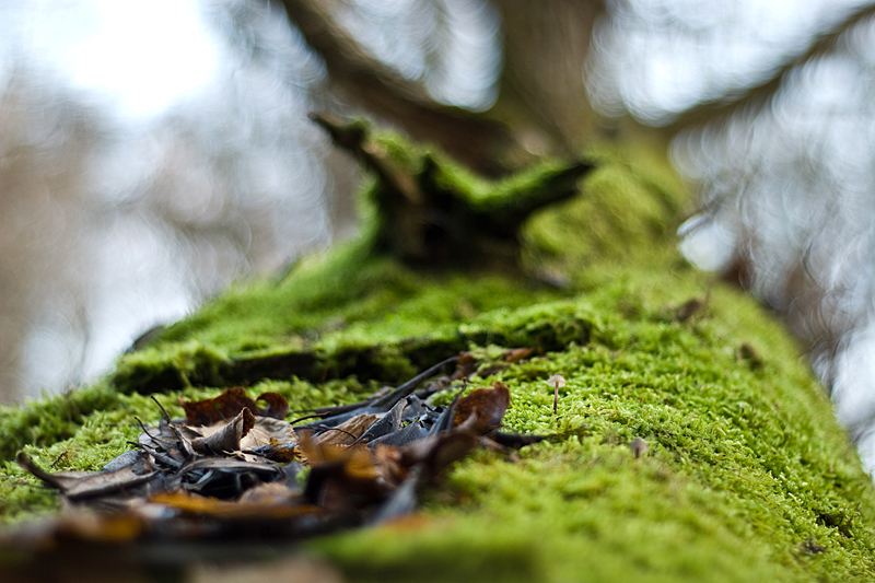 Old wood